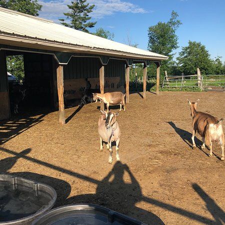 Seal Cove Farm
