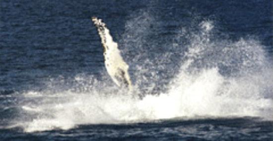 Cap'n Fish's Whale Watch