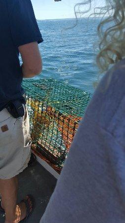 Acadia Lobster Cruise