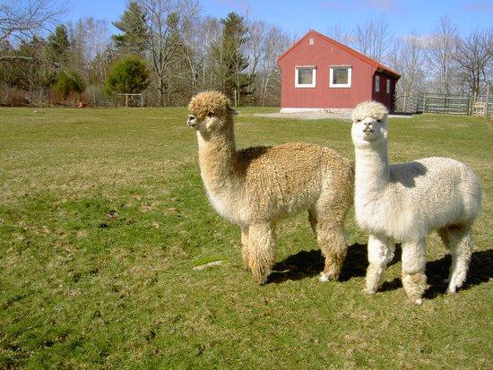 Village Farm Alpacas