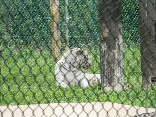 York's Wild Kingdom