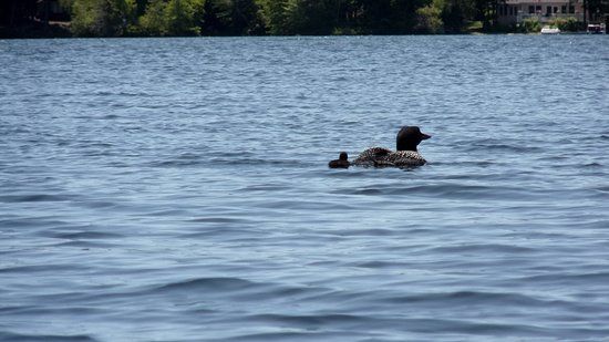 Woodbury Pond